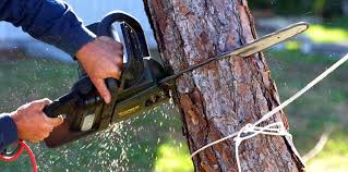 Trusted Setauket, NY Tree Services Experts