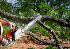 Best Tree Removal  in Setauket, NY