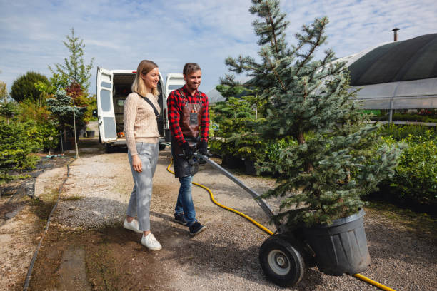 How Our Tree Care Process Works  in  Setauket, NY